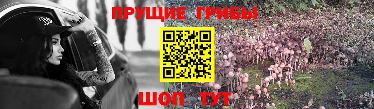 Псилоцибиновые грибы GOLDEN TEACHER  цена   Псилоцибиновые грибы прущие грибы  Бийск  Вход с VPN 